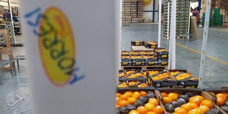 La otra carrera de los Morresi: Producen cítricos, los empacan, exportan y dan trabajo a 230 familias en la localidad de San Pedro