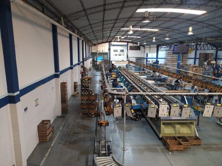 La otra carrera de los Morresi: Producen cítricos, los empacan, exportan y dan trabajo a 230 familias en la localidad de San Pedro