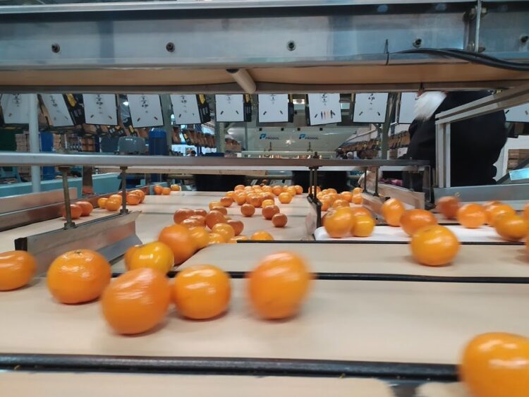 La otra carrera de los Morresi: Producen cítricos, los empacan, exportan y dan trabajo a 230 familias en la localidad de San Pedro