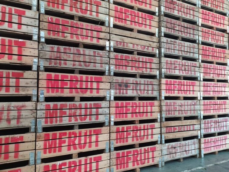 La otra carrera de los Morresi: Producen cítricos, los empacan, exportan y dan trabajo a 230 familias en la localidad de San Pedro