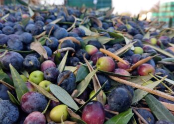 Mendoza tratará de proteger sus últimos olivos promoviendo una denominación de origen