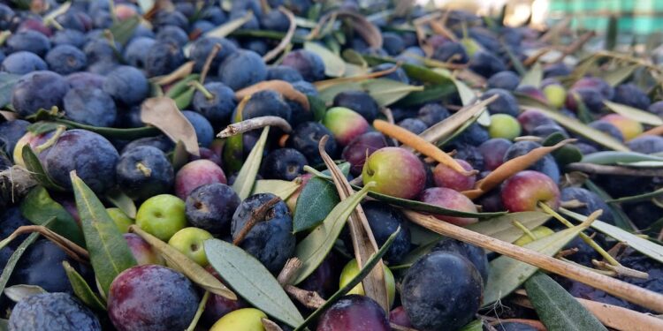 Mendoza tratará de proteger sus últimos olivos promoviendo una denominación de origen