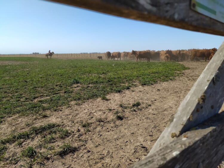 Debería llamarse “Pasión”: Marcelo Passón hace el ciclo ganadero completo en un campo de suelos pobres de Ameghino y sin comprar alimentos