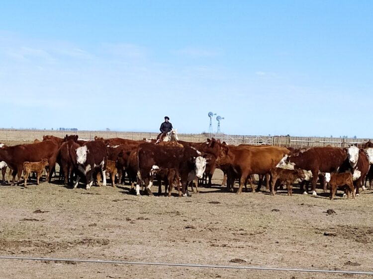 Debería llamarse “Pasión”: Marcelo Passón hace el ciclo ganadero completo en un campo de suelos pobres de Ameghino y sin comprar alimentos