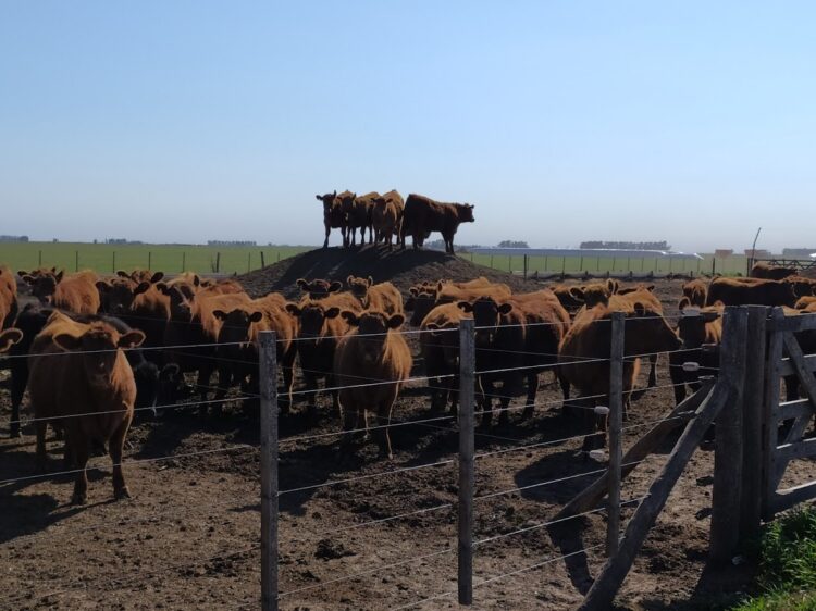Debería llamarse “Pasión”: Marcelo Passón hace el ciclo ganadero completo en un campo de suelos pobres de Ameghino y sin comprar alimentos