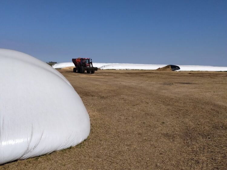 Debería llamarse “Pasión”: Marcelo Passón hace el ciclo ganadero completo en un campo de suelos pobres de Ameghino y sin comprar alimentos