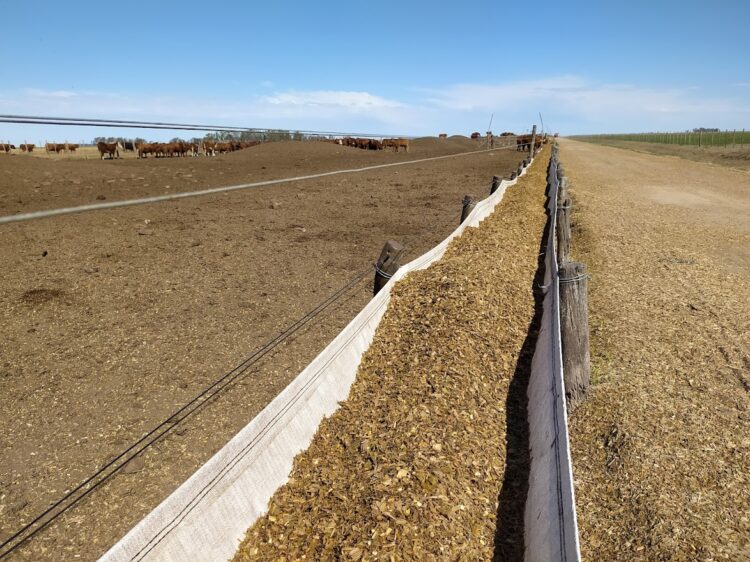 Debería llamarse “Pasión”: Marcelo Passón hace el ciclo ganadero completo en un campo de suelos pobres de Ameghino y sin comprar alimentos