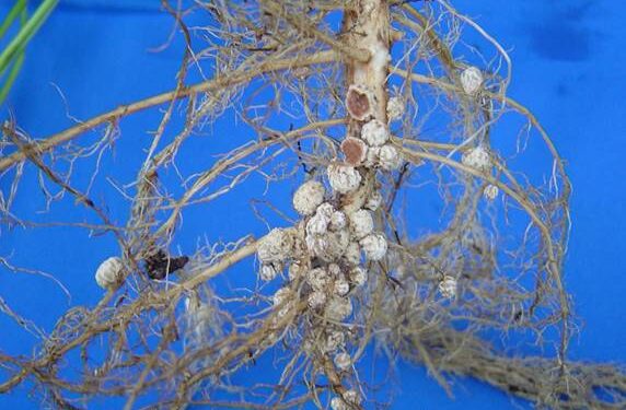 Ahora los bioproductos vienen en combo: Dos empresas lanzaron un insumo biológico para soja, que reúne hongos y bacterias