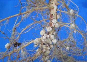 Ahora los bioproductos vienen en combo: Dos empresas lanzaron un insumo biológico para soja, que reúne hongos y bacterias