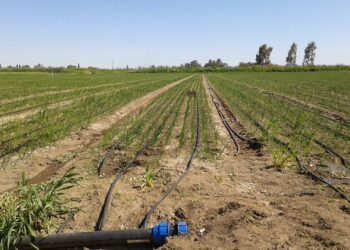 El valle bonaerense del Río Colorado ingresa a otra temporada con fuertes recortes del riego: “Terminaremos a las trompadas por un chorro de agua”, lamenta Luciano Príncipe