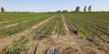 El valle bonaerense del Río Colorado ingresa a otra temporada con fuertes recortes del riego: “Terminaremos a las trompadas por un chorro de agua”, lamenta Luciano Príncipe