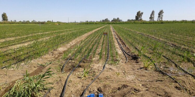 El valle bonaerense del Río Colorado ingresa a otra temporada con fuertes recortes del riego: “Terminaremos a las trompadas por un chorro de agua”, lamenta Luciano Príncipe