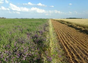 Andrés Madías, de Aapresid, responde a una pregunta lógica: Si son tan buenos… ¿por qué no crecen más rápido los cultivos de cobertura?