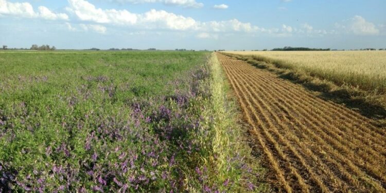Andrés Madías, de Aapresid, responde a una pregunta lógica: Si son tan buenos… ¿por qué no crecen más rápido los cultivos de cobertura?