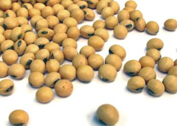 Nuevo estudio sobre el impacto de los cultivos transgénicos: La Argentina obtuvo siete cosechas adicionales por haberlos adoptado hace ya 25 años