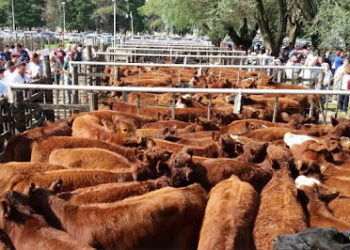 En el mercado ganadero hay dos tendencias claras: Bajan los gordos mientras aumenta la ternerada
