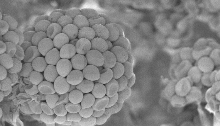 Ahora los bioproductos vienen en combo: Dos empresas lanzaron un insumo biológico para soja, que reúne hongos y bacterias