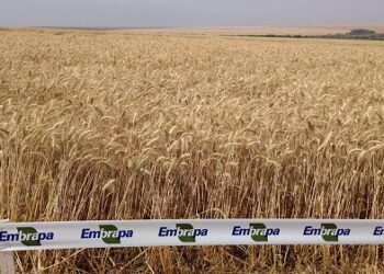 Argentina impotencia: Brasil logra cosechar 9 toneladas de trigo por hectárea y quiere declararse “autosuficiente” en los próximos años