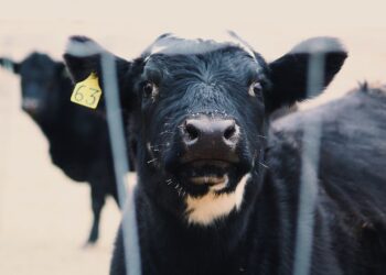 Alerta por un nuevo caso atípico del Mal de las Vacas Locas en Brasil: El mercado global de carne está en vilo