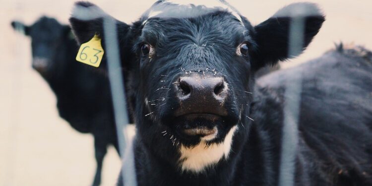 Alerta por un nuevo caso atípico del Mal de las Vacas Locas en Brasil: El mercado global de carne está en vilo