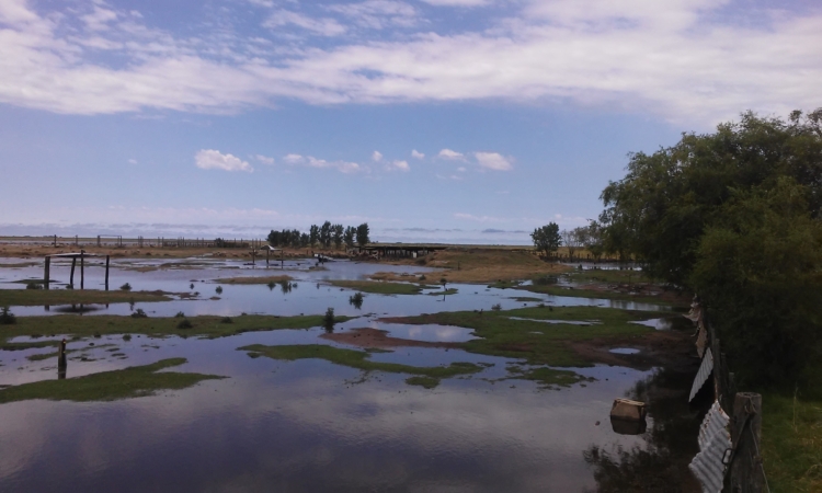Rosita Dellafiore pasó las mil y una para poder vivir en su chacra de Laboulaye: Pero allí es feliz y sus ovejas le transmiten paz