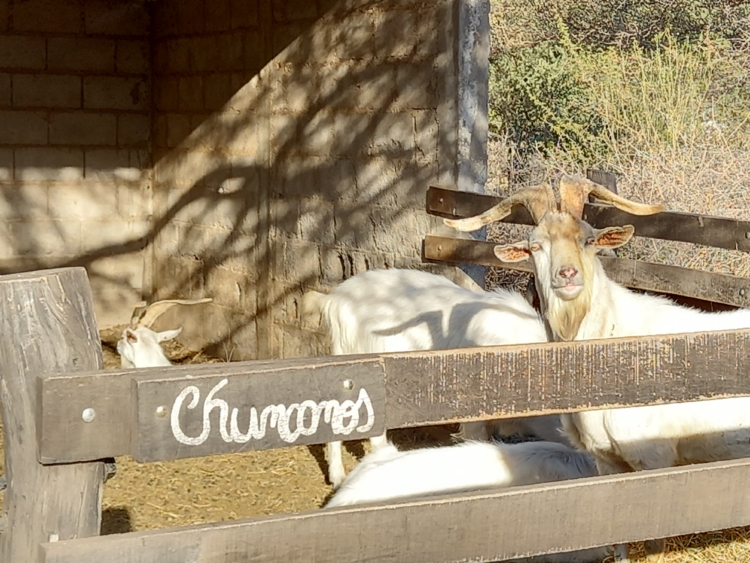 Querían sembrar orégano y terminaron criando cabras: Valeria y Rafael jamás pensaron en ser pastores y maestros queseros