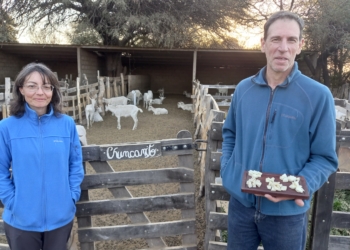 Querían sembrar orégano y terminaron criando cabras: Valeria y Rafael jamás pensaron en ser pastores y maestros queseros
