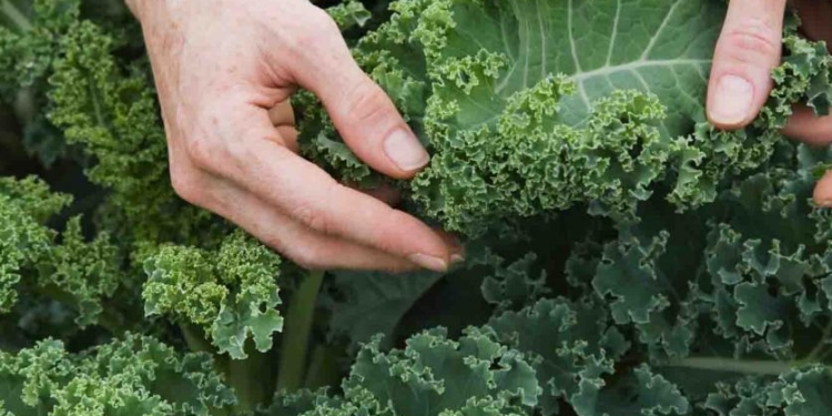 Dormí tranqui la siesta: Cosechar kale por la tarde ayuda a mantener sus propiedades nutricionales