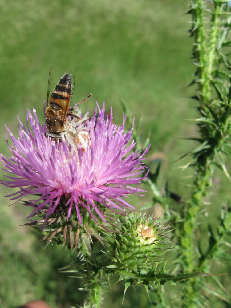 Los coleccionistas de moscas: En Agronomía estudian la población de “moscas de las flores” y advierten que muchas especies se achican