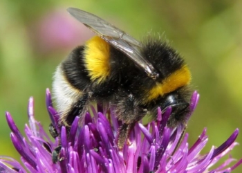 Los apicultores no sólo crían abejas: Luis Gómez incursionó en la cría de unos abejorros claves para la polinización en invernaderos… hasta que la burocracia metió la cola