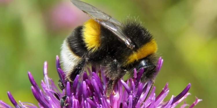 Los apicultores no sólo crían abejas: Luis Gómez incursionó en la cría de unos abejorros claves para la polinización en invernaderos… hasta que la burocracia metió la cola