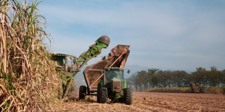 Agroempresas: Ledesma obtuvo menos producción por la sequía, mientras que las corporaciones globales del agro acumulan ganancias récord