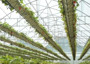 Un “subibaja” de frutillas: El primer invernadero hidropónico del país con tecnología oscilante que permite multiplicar la producción por hectárea