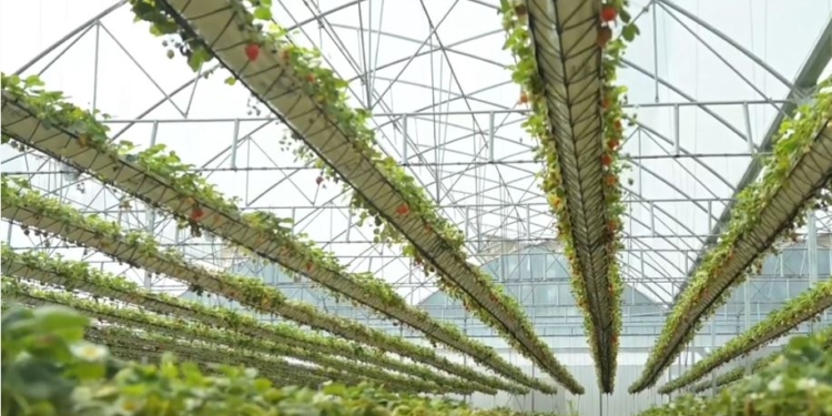 Un “subibaja” de frutillas: El primer invernadero hidropónico del país con tecnología oscilante que permite multiplicar la producción por hectárea