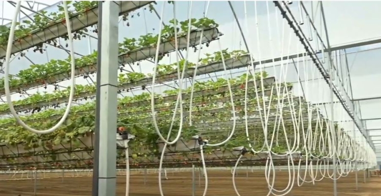 Un “subibaja” de frutillas: El primer invernadero hidropónico del país con tecnología oscilante que permite multiplicar la producción por hectárea