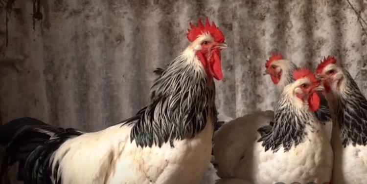La increíble historia de Néstor Delgado: Compró unas gallinas para comer y hoy, con casi 86, sigue siendo el más veterano criador de aves de raza en Rauch