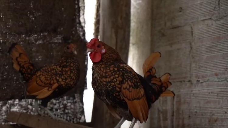 La increíble historia de Néstor Delgado: Compró unas gallinas para comer y hoy, con casi 86, sigue siendo el más veterano criador de aves de raza en Rauch
