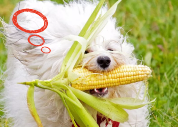 Al final, ¿está cerrado o no el registro de exportación de maíz?