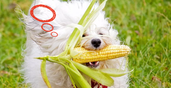 Al final, ¿está cerrado o no el registro de exportación de maíz?