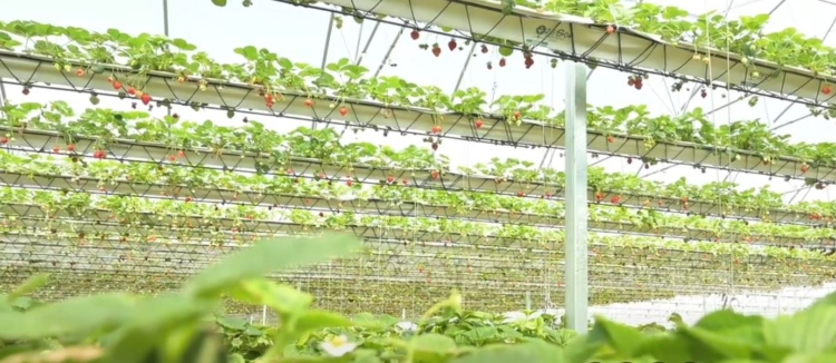 Un “subibaja” de frutillas: El primer invernadero hidropónico del país con tecnología oscilante que permite multiplicar la producción por hectárea