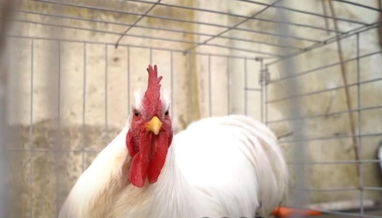 La increíble historia de Néstor Delgado: Compró unas gallinas para comer y hoy, con casi 86, sigue siendo el más veterano criador de aves de raza en Rauch