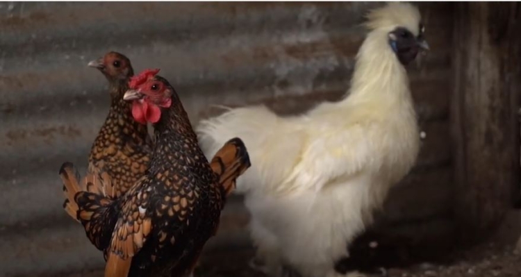 La increíble historia de Néstor Delgado: Compró unas gallinas para comer y hoy, con casi 86, sigue siendo el más veterano criador de aves de raza en Rauch