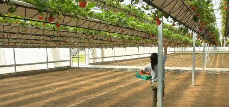 Un “subibaja” de frutillas: El primer invernadero hidropónico del país con tecnología oscilante que permite multiplicar la producción por hectárea