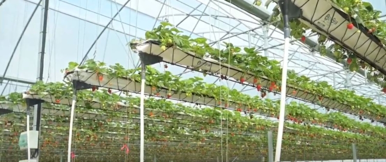 Un “subibaja” de frutillas: El primer invernadero hidropónico del país con tecnología oscilante que permite multiplicar la producción por hectárea