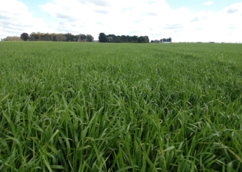 Inédito: Los productores argentinos llegan a la cosecha con la mayor parte de la oferta exportable de cebada forrajera ya vendida