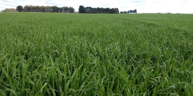 Inédito: Los productores argentinos llegan a la cosecha con la mayor parte de la oferta exportable de cebada forrajera ya vendida