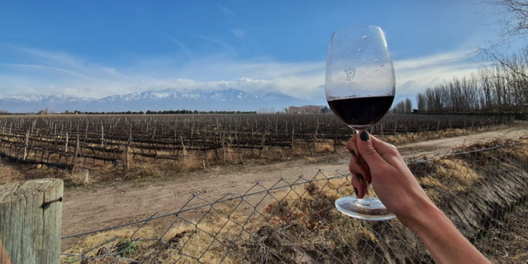 Empezó el fin de semana: Seis vinos tintos con una relación precio/calidad imbatible