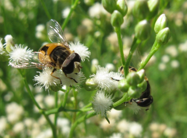 Los coleccionistas de moscas: En Agronomía estudian la población de “moscas de las flores” y advierten que muchas especies se achican