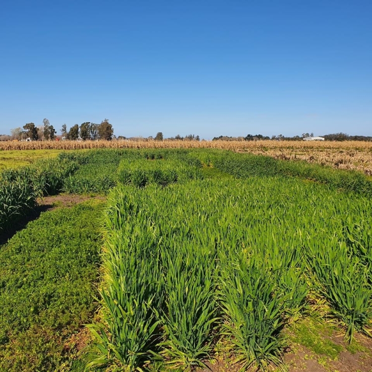 ¿Querés conocer cómo se trabaja en el campo? La Experimental de Miramar abrió sus tranqueras para todos los que quieran vivir la experiencia