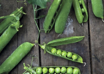 El INTA avanza en el desarrollo de nuevas variedades de arvejas, una legumbre que gana terreno en la dieta y el mercado